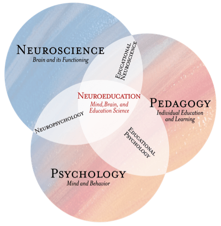 La neuroéducation, à l'intersection de la neuroscience, de la pédagogie et de la psychologie.